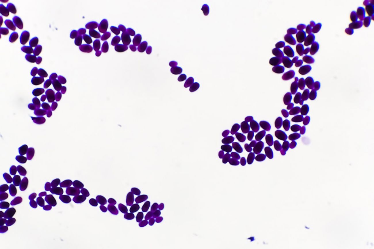 Candida Gram Stain 